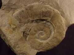 henskensfossils.nl Yvani