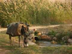 Zabad