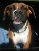 bluegrassboxerrescue.org Zabella