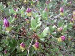 garten-de.com Zabira