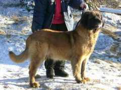 fivasleonberger.com Zabrina