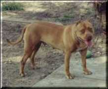 landbeastknl.tripod.com Zacardi