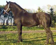 northernhorse.com Zachari