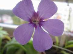 darwiniana.cz Zacheri