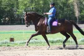 ludanchelo.nl Zafiera