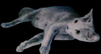 russianblue.us Zafire