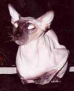 Zahariy