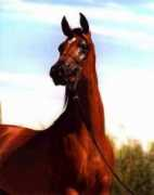 jamalarabians.com Zahrina