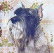 amordischnauzer.com Zairis