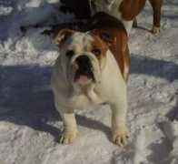 bestbulldog.narod.ru Zakkari