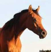 davidson-arabians.dk Zaleen