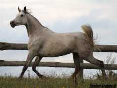 davidson-arabians.dk Zaleen