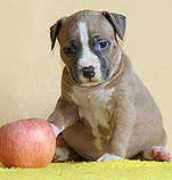 astidog.ru Zalfina