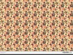 colourlovers.com Zalmon