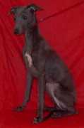 piaskennel.com Zalosa