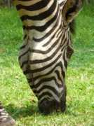 travellerspoint.com Zambian