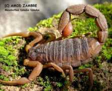 Zambre