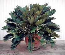 Zamia