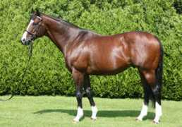 werkhorse.com Zamindar