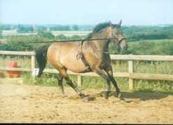 somis.dundee.ac.uk Zamire