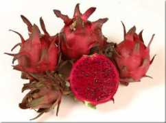 tropicalfruitnursery.com Zamorano