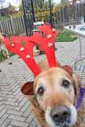 dog-lover-gifts.com Zanara