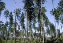iflorestal.sp.gov.br Zanatto