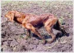 irish-setter-club.de Zandle