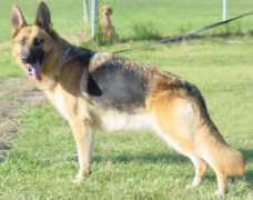 internationalk9.com Zandra