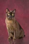bombaycats.nu Zanella
