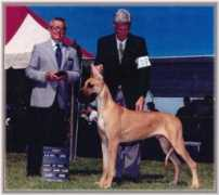 rojongreatdanes.com Zanetos