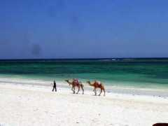 jackoafricasafaris.com Zanibar