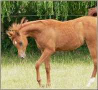 arabianlines.com Zanito