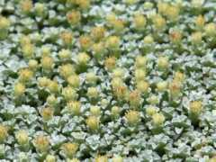 botanic.jp Zanset