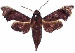 biodiversityexplorer.org Zantus