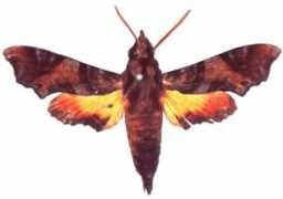biodiversityexplorer.org Zantus