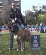 mastif2006.narod.ru Zanubia