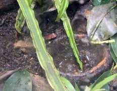 amphibiancare.com Zaparo