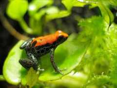 amphibiancare.com Zaparo