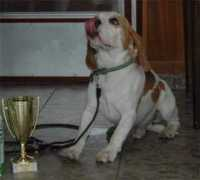 beagle.cz Zapito