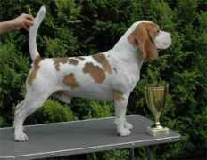 beagle.cz Zapito