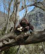 boomerangart.com Zappey