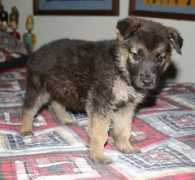 sheprescue.org Zarchary
