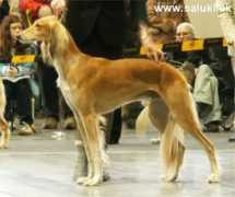 saluki.sk Zarzan