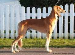 saluki.ru Zarzan