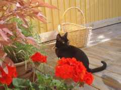 bombaycats.nu Zavila