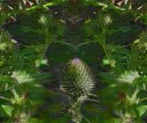 theflyingparty.com Zeborah