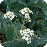 tuinadvies.be Zeekoo
