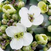 tuinadvies.be Zeekoo