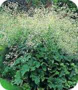 tuinadvies.be Zeekoo